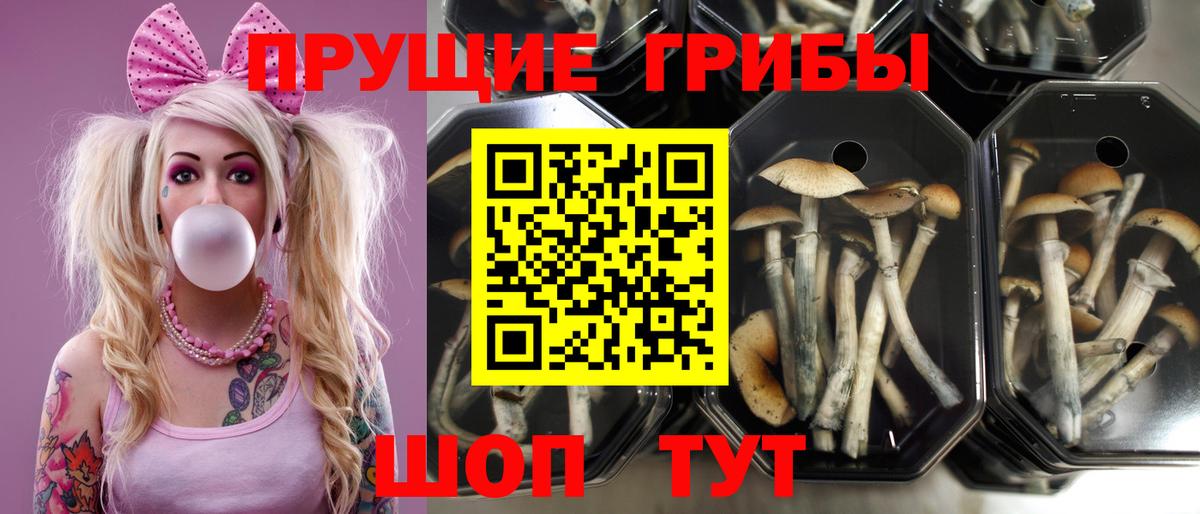 Псилоцибиновые грибы мухоморы Абакан